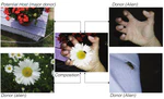 Provenance filtering for multimedia phylogeny