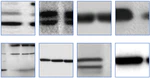 Forensic Analysis of Synthetically Generated Western Blot Images