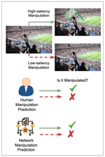 Exploring Saliency Bias in Manipulation Detection